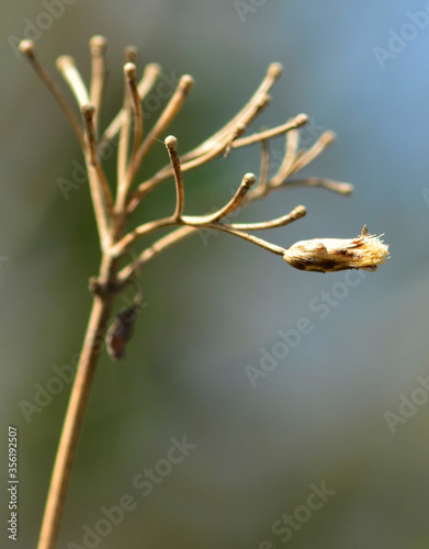  Psilotaceae, rama en otoño, close up de rama, acercamiento de natualeza, macro natural. photo