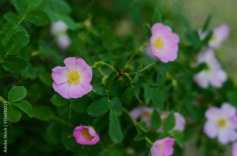 pink flowers in the garden pink flowers in the garden