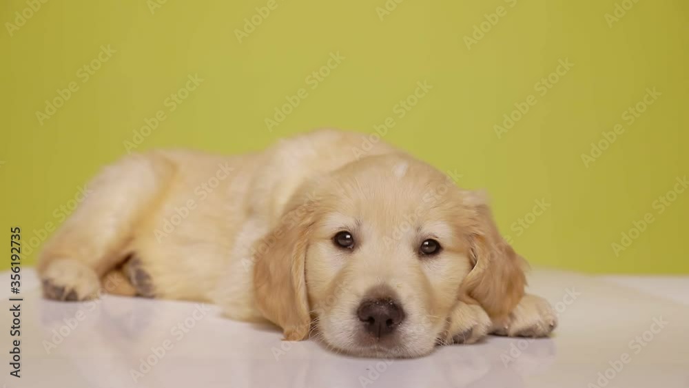 adorable labrador retriever puppy laying down with head on paws, looking around and trying to fall asleep on yellow background adorable labrador retriever puppy laying down with head on paws, looking around and trying to fall asleep on yellow background