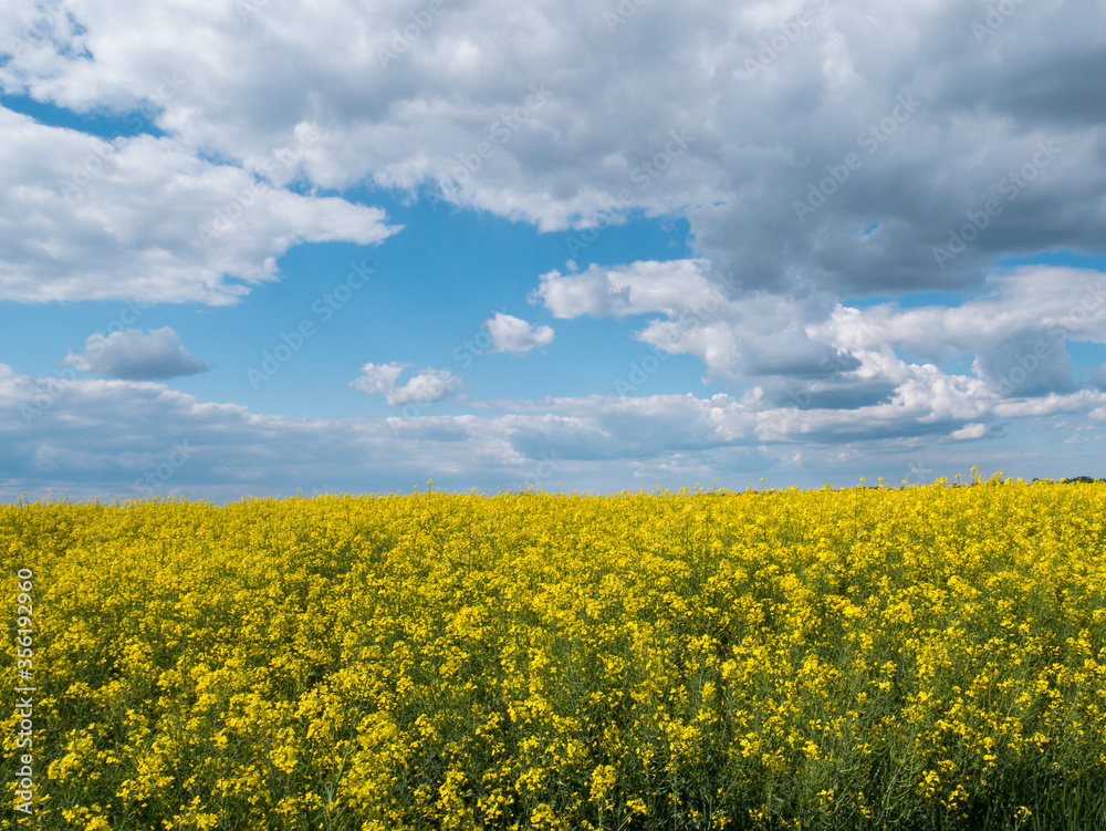 Vast field with yellow flowers and a cloudy sky Vast field with yellow flowers and a cloudy sky