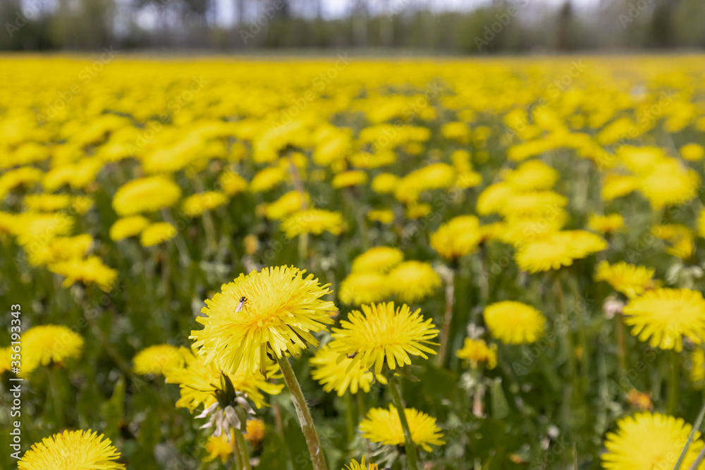 Dandelion field Dandelion field