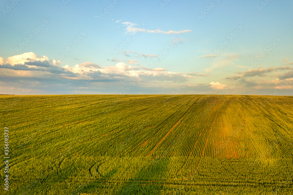 Fototapeta premium Aerial view of bright green agricultural farm field with growing rapeseed plants at sunset.