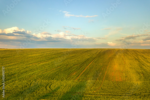 Aerial view of bright green agricultural farm field with growing rapeseed plants at sunset.