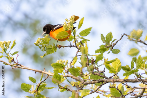 Oriole on a branch