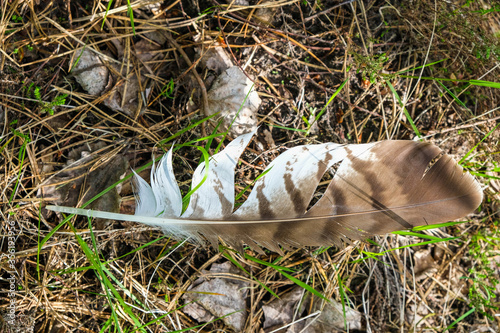 Feather wings of a bird of prey from the hawk family. Ukraine, Volyn region.