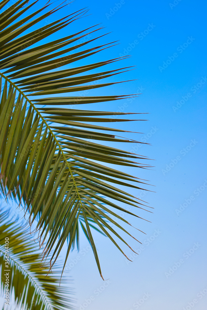 Palm leaves at sea, warm for rest