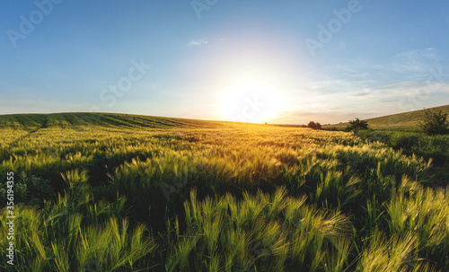 Print op canvas large agricultural field of green barley in the evening at sunset