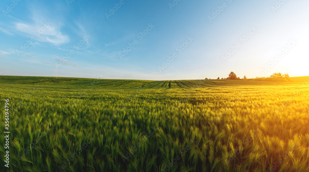 large agricultural field of green barley in the evening at sunset - obrazy, fototapety, plakaty 