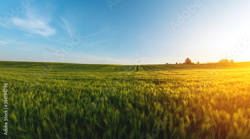 Fotografia large agricultural field of green barley in the evening at sunset