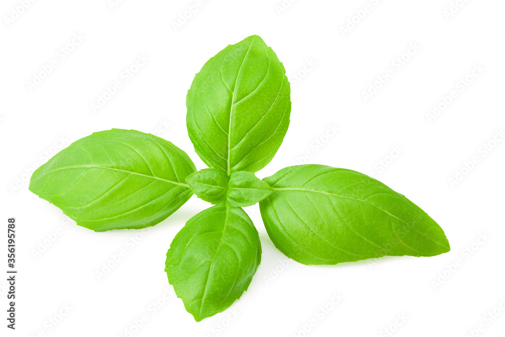 basil leaf isolated on a white background basil leaf isolated on a white background