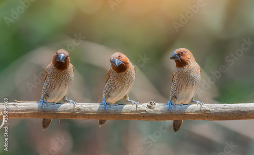 Brown bird in beautiful nature Lonchura punctulata