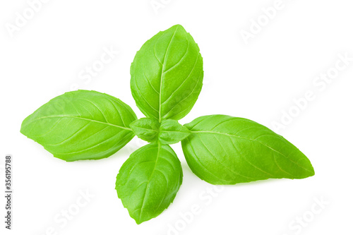 basil leaf isolated on a white background