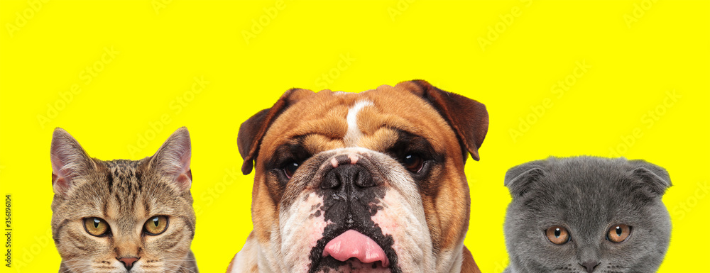 Obraz premium animals team arranged in line are sticking out tongue