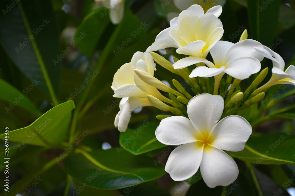 Plumeria flowers with blurred green leaves background. Plumeria flowers with blurred green leaves background.
