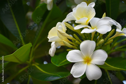 Plumeria flowers with blurred green leaves background.