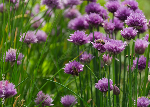bees sitting on purple flowers of green onions