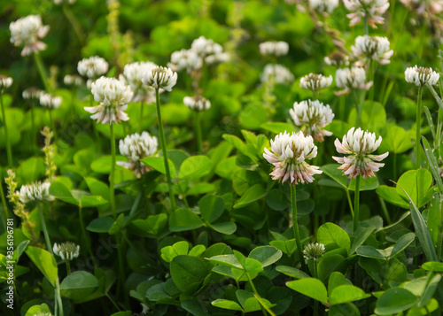 clover flowers with green foliage
