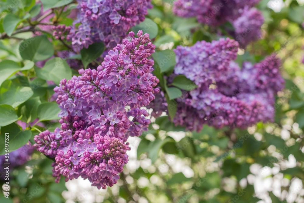 Spring branches of blooming lilac Spring branches of blooming lilac