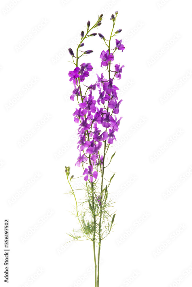 beautiful meadow flowers isolated beautiful meadow flowers isolated