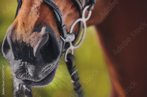 Fototapeta Naklejka Na Ścianę i Meble -  The nose of a sorrel horse in close-up, which is wearing a black leather bridle and a metal snaffle.