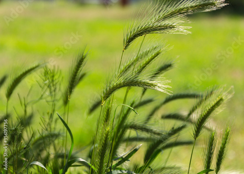 spikelets of grass in the sun 6