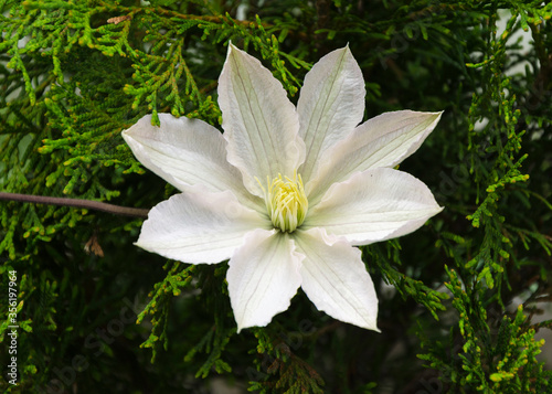 White Clematis flower in a garden 2
