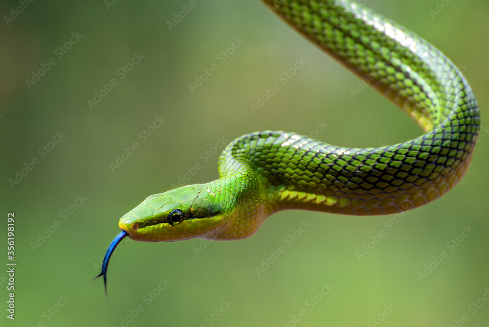 Fototapeta premium The red-tailed green ratsnake 