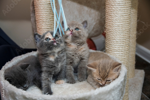 Four British shorthair kittens
