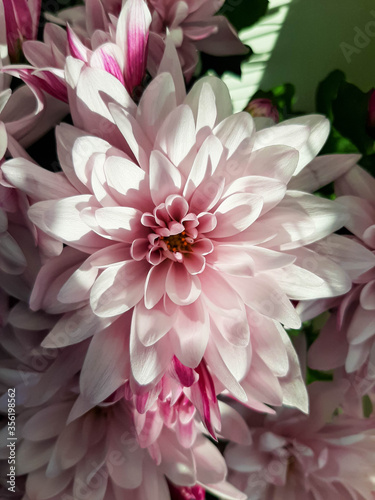 Sun is shining directly on the blooming pink chrysanthemum flowers.