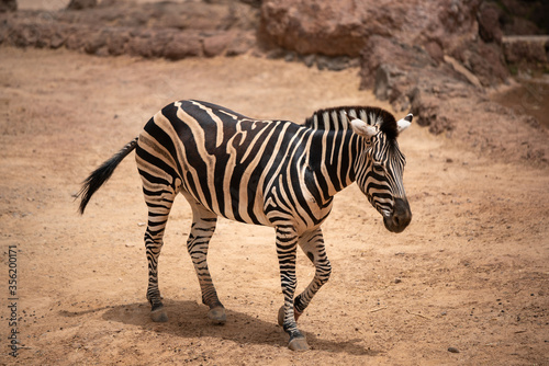 zebra in the zoo