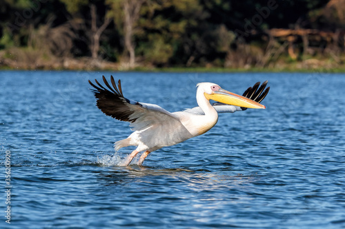 Great white pelican takes off from the blue waters of Lake Naivasha, Kenya.