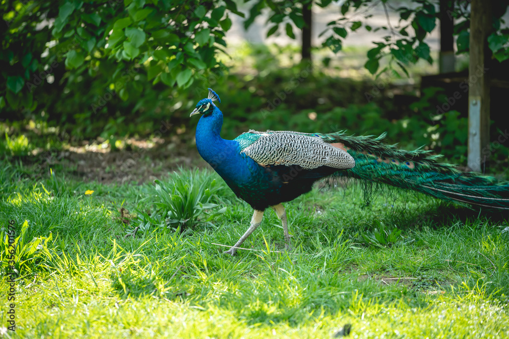 Obraz premium Peacock close up.