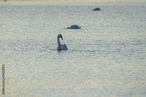 White swans are swimming in the pond. Photographed from a distance.