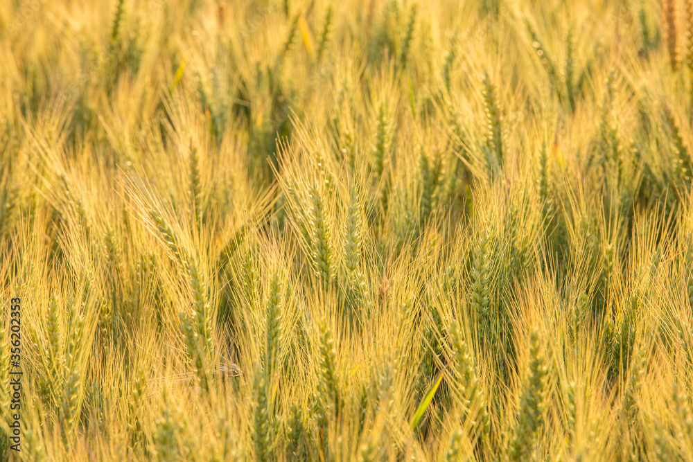 Wheat green field not ripened.Beautiful natural landscape at sunset. Rural landscape under bright sunlight.Collection concept Wheat green field not ripened.Beautiful natural landscape at sunset. Rural landscape under bright sunlight.Collection concept