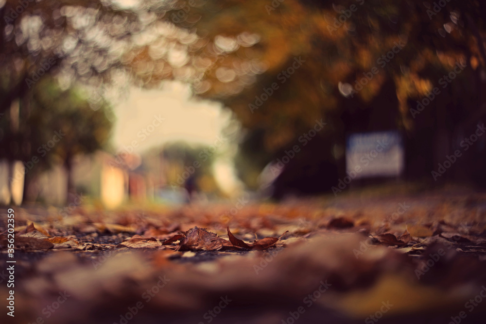 Lovely bokeh Lovely bokeh
