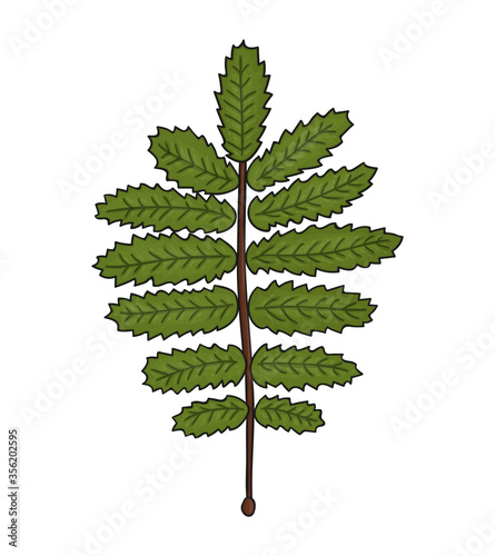 Vector colored green rowan leaf icon isolated on white background. Tree greenery botanical illustration. Cartoon style