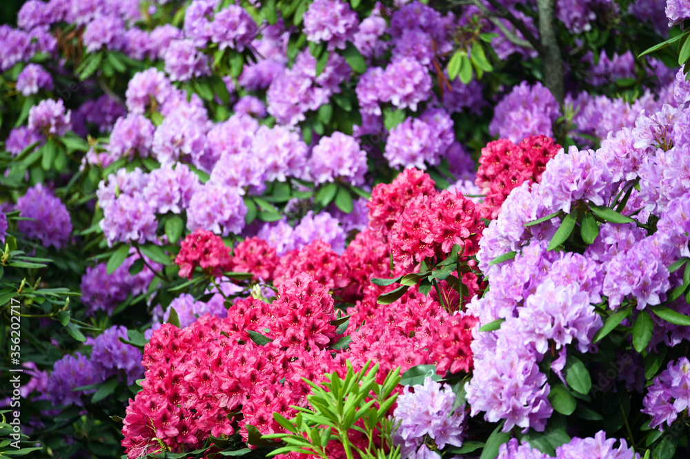 red and purple hydrangea flower garden spring season