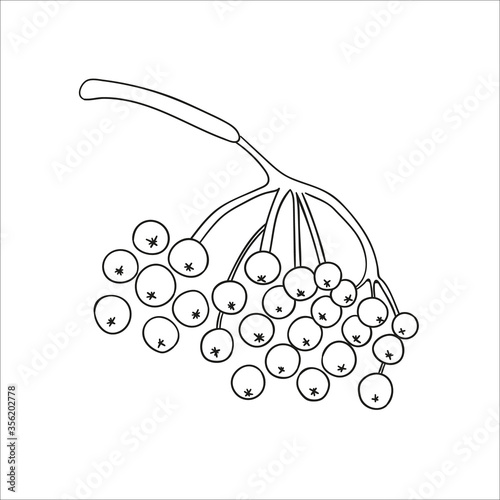Vector line rowan berries icon isolated on white background. Tree greenery botanical illustration. Cartoon style