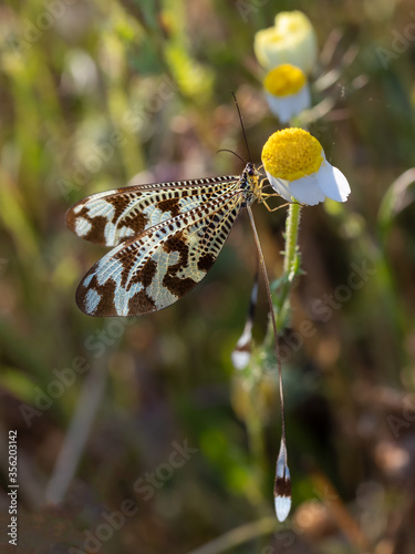 Nemoptera bipennis in its natural environment. photo