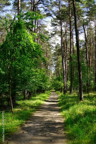 Müritz-Nationalpark walkway through forest along green trees.