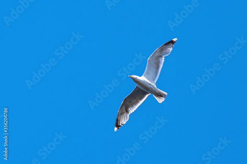 Two white sea gulls flying in the blue sunny sky over the coast of Baltic Sea.