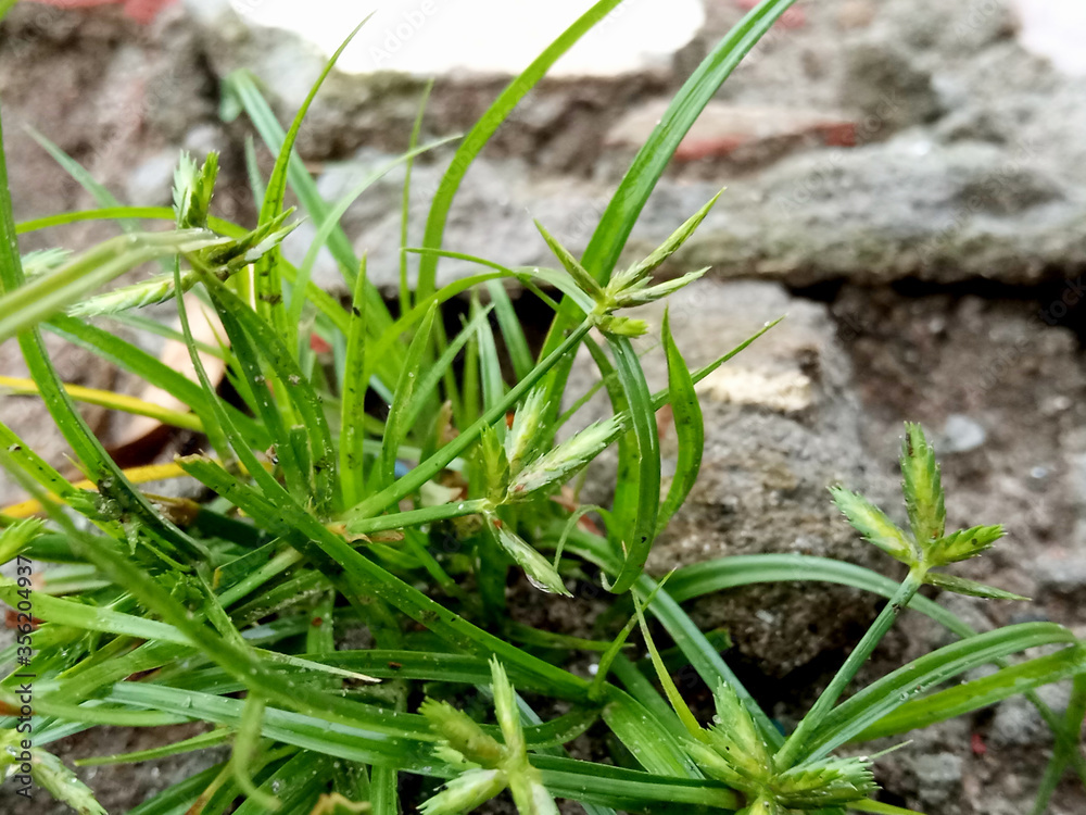 Fototapeta premium Macro Shot of Green Grass over Stone
