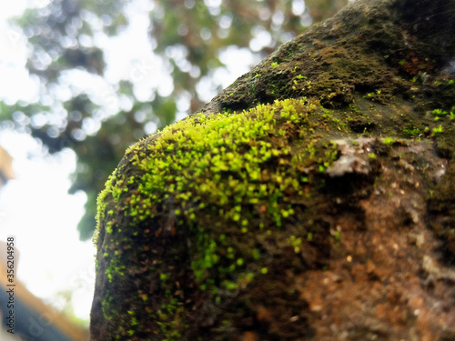 Macro Shot of Moss Growing over Abandoned Wall