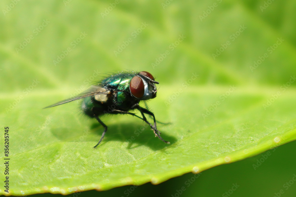 Goldfliege (Lucilia sericata) Goldfliege (Lucilia sericata)