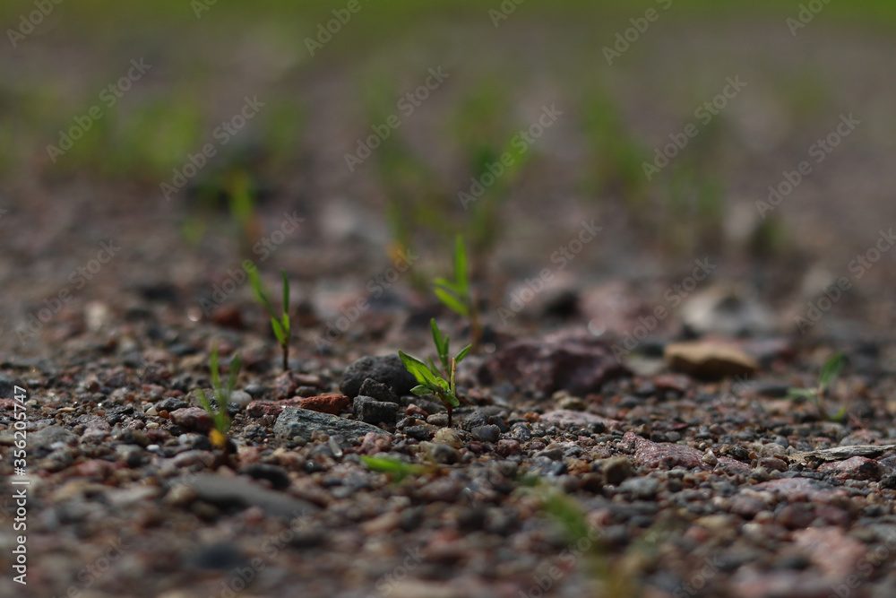 New life in the ground
