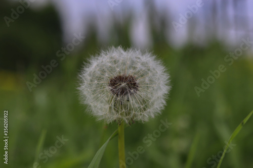 Dandelion on a green meadow