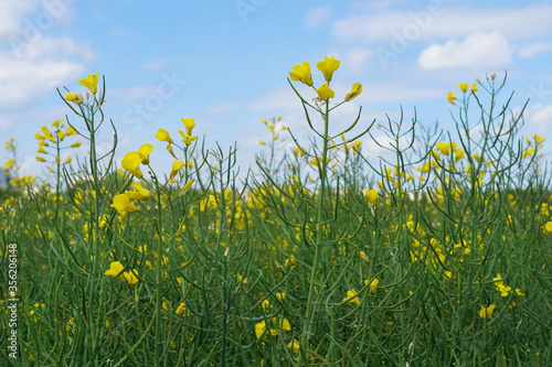 Bright yellow rapeseed flowers on a field