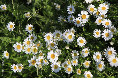 Chamomiles in a field