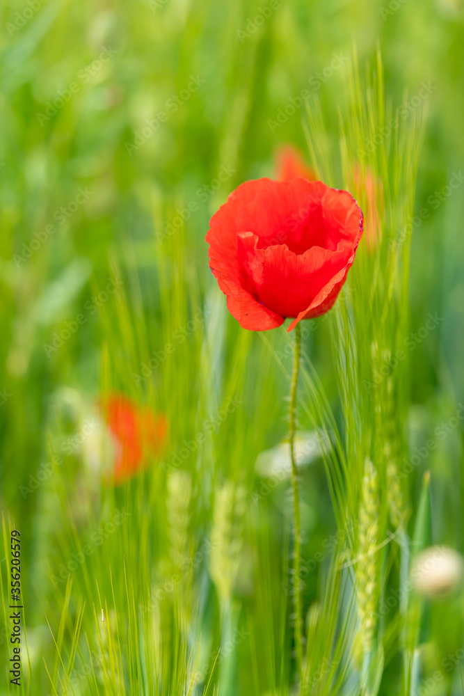 Corn poppy flower in a grain field Corn poppy flower in a grain field