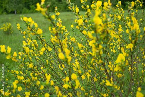 Shrub bright yellow spring flowers. Blurred background.